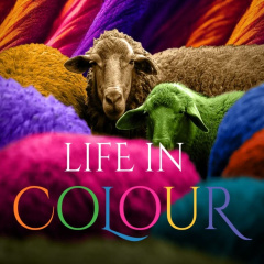 life-in-colour-thumb